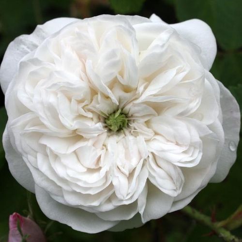 Vendita, rose Rosa Madame Hardy - rosa intensamente profumata - Rose Romantiche - Rosa ad alberello - bianco - Julien-ALEXANDRE Hardy0 - 0